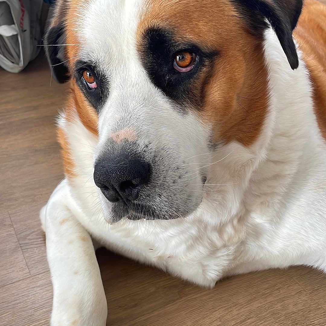 Eliot a rejoint le concours — aidez-le/la à gagner de superbes lots ! animal, beagle, boxer, bulldog, canine, chair, couch, dog, furniture, hardwood, hound, husky, indoors, interiordesign, labradorretriever, pet, puppy, saintbernard, snout, wood