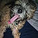 Mookie
