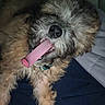 dog, tongue, fluffy, curly_fur, pet, animal, cute, lying_down, tongue_out, sleepy, cozy, indoor, closeup, muzzle, pink_tongue, dark_background, collar, fur, tongue_sticking_out, resting
