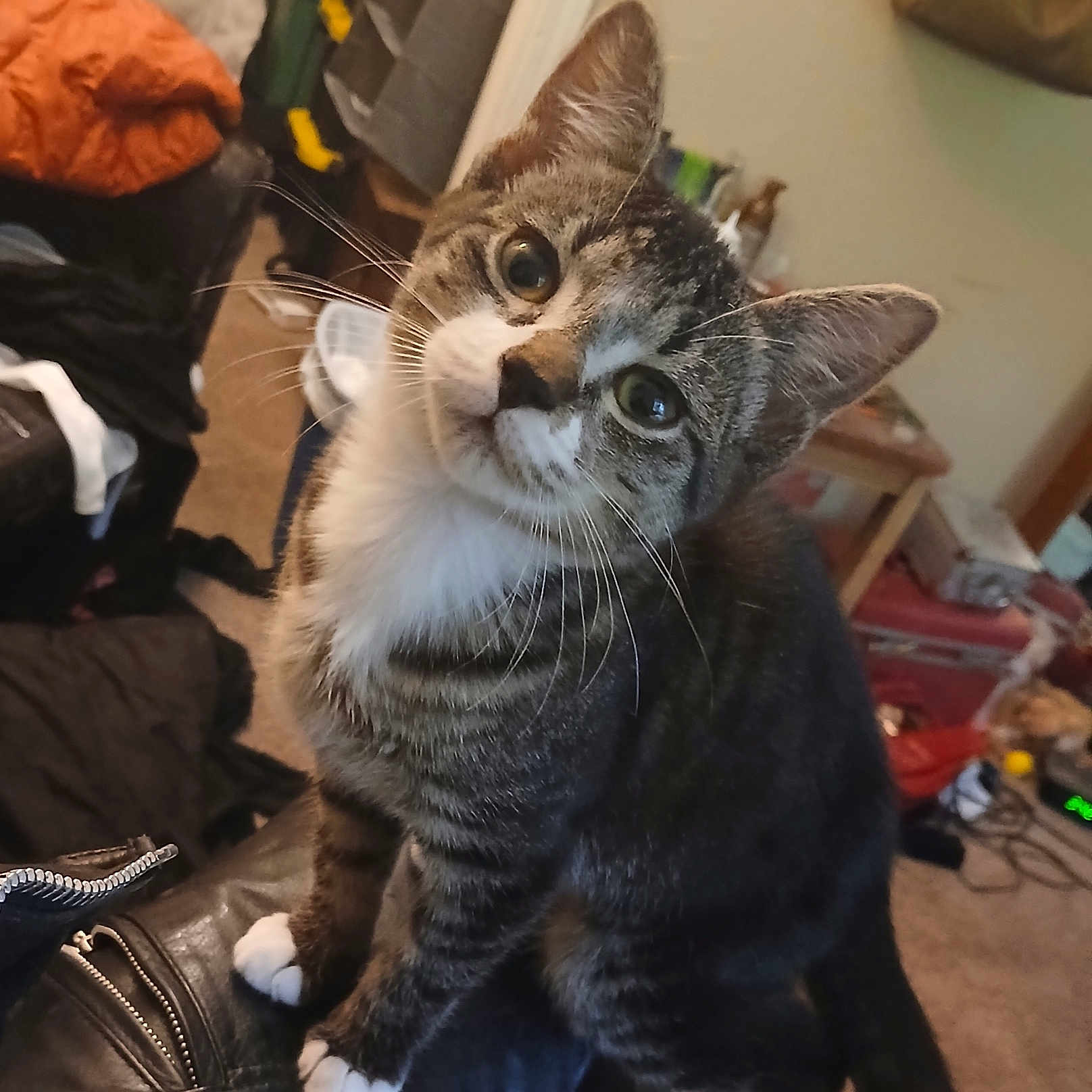 Kit-Kat joined the competition — help win amazing prizes! animal, carpet, cat, close_up, clutter, curious, domestic, feline, furniture, household, indoor, leather, looking_up, pet, room, sitting, tabby, whiskers, white_chest, white_paws