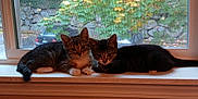 Kit-Kat is registered to the contest to win money with this photo: cat, kitten, tabby, animal, pet, windowsill, window, indoor, two, resting, curious, feline, young, domestic, cute, fur, whiskers, ears, nature, background