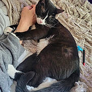 Hair-Tie joined the competition — help win amazing prizes! cat, black_and_white, pet, sleeping, cozy, blanket, human_arm, indoor, fur, relaxation, comfort, snuggling, paw, whiskers, claws, resting, cute, domestic_animal, friendship, soft