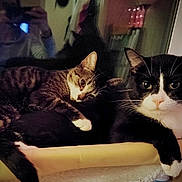 Hair-Tie joined the competition — help win amazing prizes! animal_pair, cat, cat_bed, cats, cozy, feline, indoor, lounging, low_light, perch, person, pet, portrait, reflection, resting, sleepy, tabby_cat, tuxedo_cat, whiskers, window