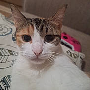 Penelope joined the competition — help win amazing prizes! cat, close_up, indoor, pet, curious, feline, whiskers, ears, nose, eyes, white_fur, brown_fur, patterned_fabric, couch, soft, animal, cute, companion, domestic_cat, relaxed