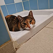 Estrella a rejoint le concours — aidez-le/la à gagner de superbes lots ! cat, calico, bathtub, bathroom, tile, floor, wall, pet, animal, fur, face, curious, resting, indoors, corner, green_eyes, whiskers, domestic_cat, quiet, calm