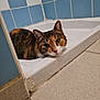 cat, calico, bathtub, bathroom, tile, floor, wall, pet, animal, fur, face, curious, resting, indoors, corner, green_eyes, whiskers, domestic_cat, quiet, calm