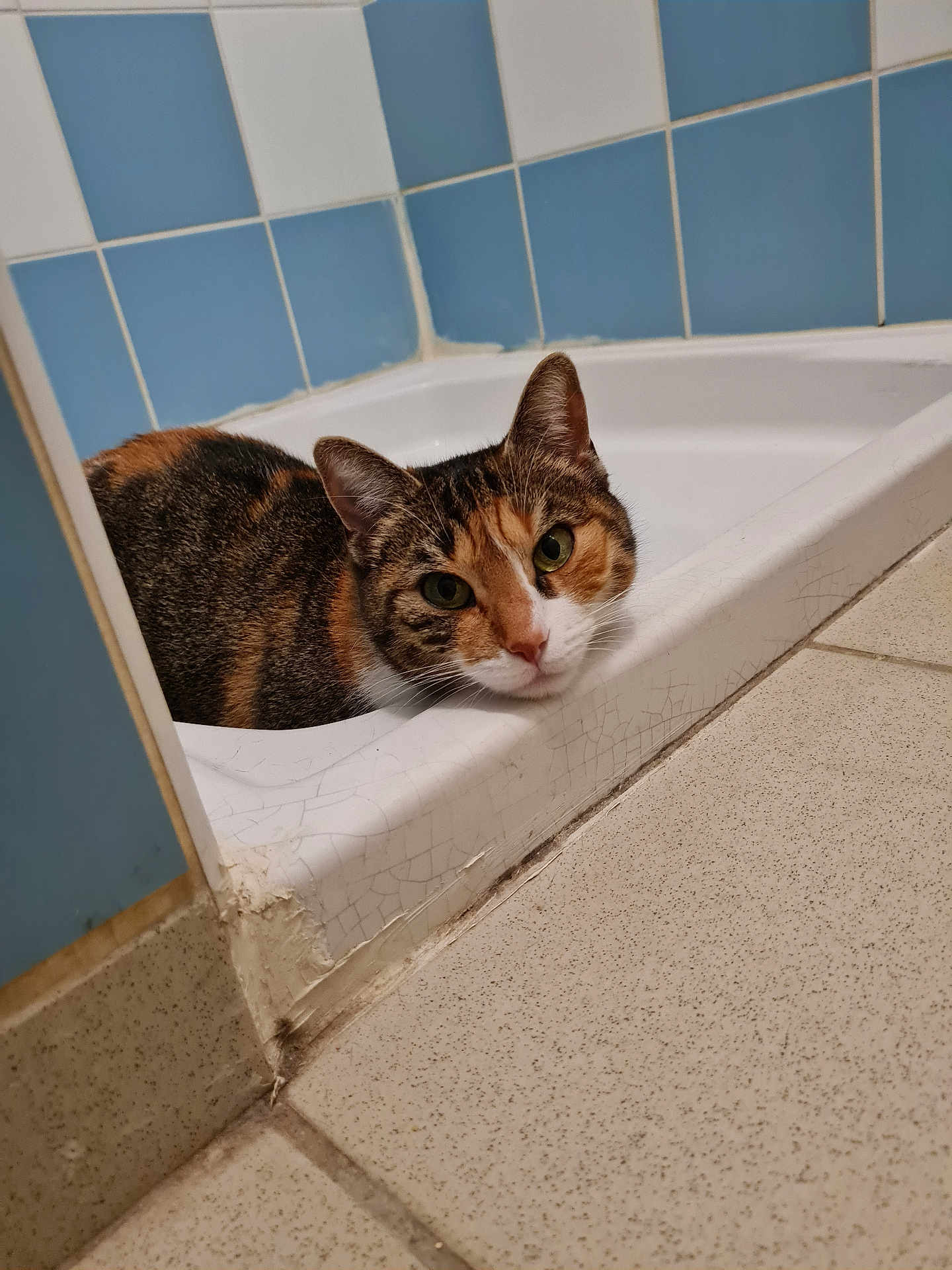 Estrella a rejoint le concours — aidez-le/la à gagner de superbes lots ! cat, calico, bathtub, bathroom, tile, floor, wall, pet, animal, fur, face, curious, resting, indoors, corner, green_eyes, whiskers, domestic_cat, quiet, calm