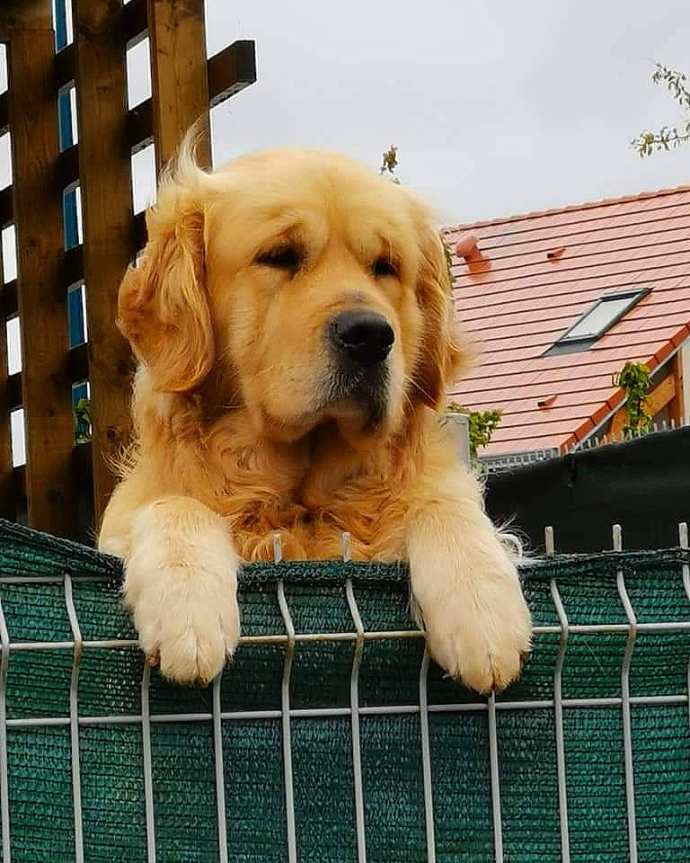 Levis participe au concours pour gagner de l'argent avec cette photo : canidae, carnivore, companion_dog, dog, dog_breed, dog_collar, dog_supply, fawn, firefighter, flooring, fur, paw, pet_supply, sky, snout, sporting_group, terrier, toy_dog, wood, working_animal