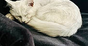 Bianka a rejoint le concours — aidez-le/la à gagner de superbes lots ! cat, white_cat, sleeping,  curled_up, fluffy, feline, pet, animal, whiskers, ears, tail, fur, peaceful, resting, cozy, indoors, dark_background, blanket, close_up, portrait