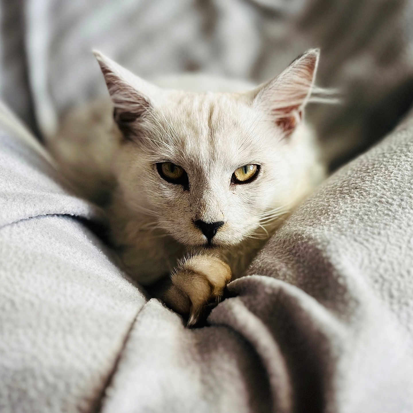 Bianka