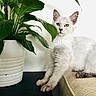 Bianka participe au concours pour gagner de l'argent avec cette photo : cat, white_cat, pet, animal, feline, sitting, indoors, houseplant, potted_plant, green_leaves, white_fur, yellow_eyes, portrait, couch, home, interior, cute, alert, nature, photography
