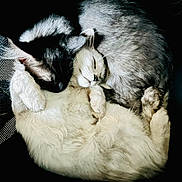 Bianka participe au concours pour gagner de l'argent avec cette photo : cats, felines, sleeping, cuddling, snuggling, black_cat, white_cat, gray_cat, cream_cat, fur, whiskers, ears, paws, tail, indoors, cozy, resting, portrait, closeup, pet