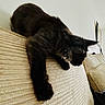 cat, black_cat, furniture, couch, indoor, pet, animal, stretching, paw, cozy, living_room, home, fur, whiskers, relaxed, side_view, texture, neutral_colors, soft_lighting, domestic_cat