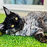 cat, animal, pet, feline, grass, outdoor, yellow_eyes, fur, relaxed, lying_down, close_up, cute, nature, whiskers, mammal, domestic_animal, portrait, soft_light, resting, curious