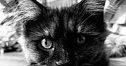 Bosya a rejoint le concours — aidez-le/la à gagner de superbes lots ! cat, black_and_white, close_up, ears, floor, fur, indoor, kitten, lying_down, looking, mammal, pet, portrait, whiskers, wood, young_cat, animal, cute, eyes, feline