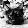 cat, black_and_white, close_up, ears, floor, fur, indoor, kitten, lying_down, looking, mammal, pet, portrait, whiskers, wood, young_cat, animal, cute, eyes, feline