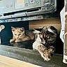 cat, cats, printer, shelf, indoor, fluffy, pet, animal, relaxed, curious, feline, yellow_eyes, light_color, dark_color, wooden_floor, electronics, home, resting, cute, companions