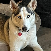 Luna is registered to the contest to win money with this photo: dog, husky, blue_eyes, pet, animal, dog_bed, indoor, fur, collar, tag, relaxed, canine, mammal, ears, lying_down, domestic_animal, floor, portrait, companion, cute