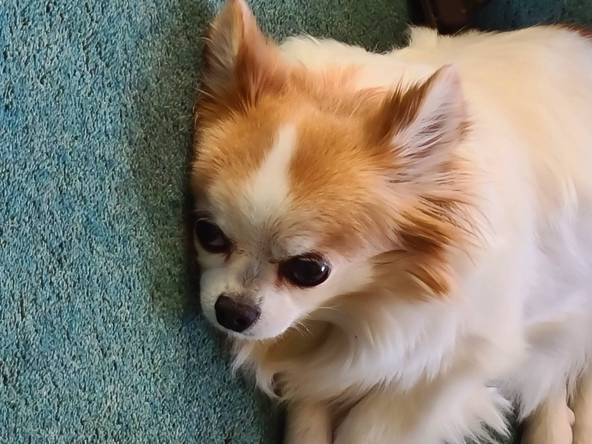 Piccle is registered to the contest to win money with this photo: canidae, carnivore, companion_dog, corgi_chihuahua, dog, dog_breed, ear, fawn, fur, german_spitz, grass, non_sporting_group, snout, spitz, sporting_group, terrestrial_animal, toy_dog, volpino_italiano, whiskers, wildlife