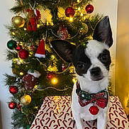 Tony participe au concours pour gagner de l'argent avec cette photo : black_and_white, bow_tie, candy_cane_pattern, christmas, christmas_tree, cute, decorations, dog, festive, holiday, holiday_decor, indoor, jingle_bell, lights, ornaments, pet, portrait, seasonal, small_dog, table