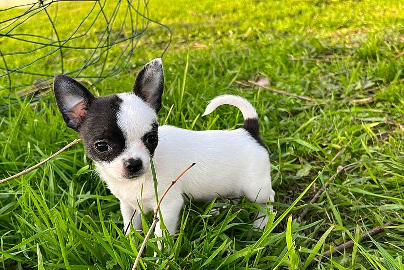 Tony participe au concours pour gagner de l'argent avec cette photo : canidae, carnivore, chihuahua, collar, companion_dog, dog, dog_breed, fawn, grass, grassland, groundcover, plant, puppy, snout, sporting_group, terrestrial_animal, terrier, toy_dog, whiskers, working_animal