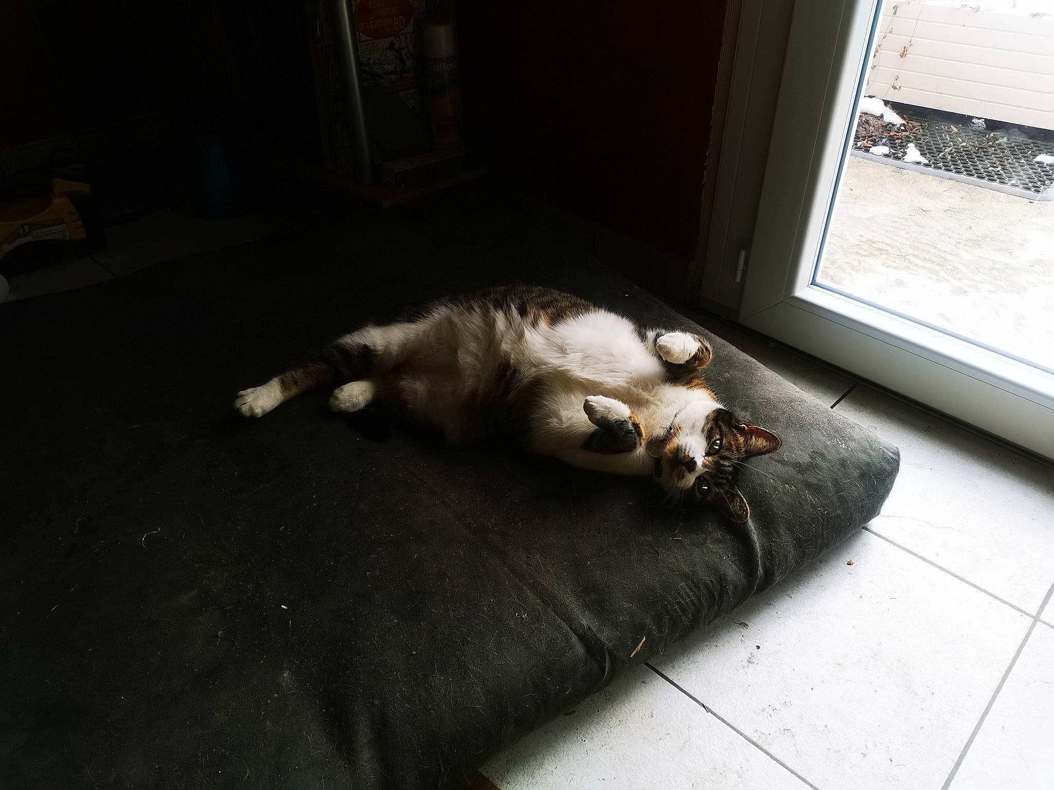 Watson a rejoint le concours — aidez-le/la à gagner de superbes lots ! carnivore, cat, comfort, companion_dog, dog_breed, domestic_short_haired_cat, felidae, floor, flooring, fur, hardwood, nap, paw, puppy, room, small_to_medium_sized_cats, tail, whiskers, window, wood