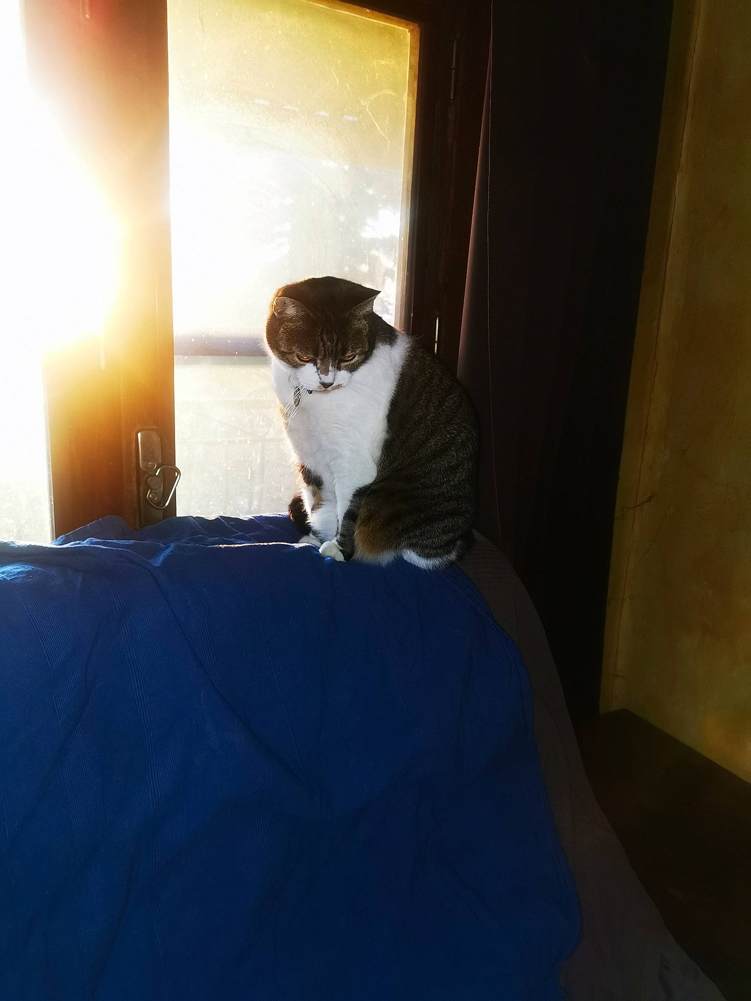 Watson a rejoint le concours — aidez-le/la à gagner de superbes lots ! carnivore, cat, ceiling, comfort, companion_dog, curtain, darkness, door, felidae, flooring, fur, hardwood, linens, room, small_to_medium_sized_cats, tints_and_shades, whiskers, window, window_covering, wood