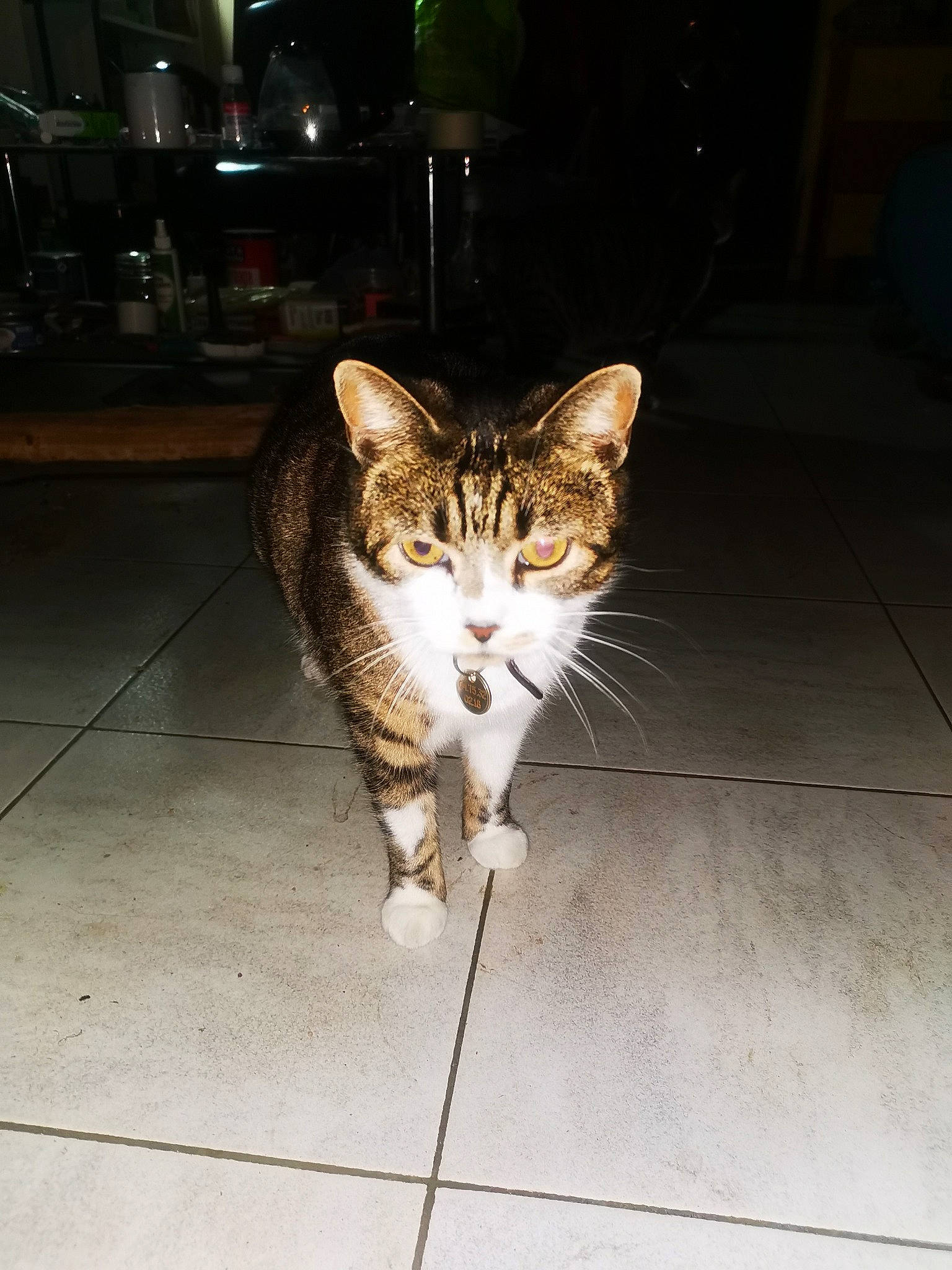 Watson a rejoint le concours — aidez-le/la à gagner de superbes lots ! automotive_lighting, carnivore, cat, domestic_short_haired_cat, eye, felidae, flooring, foot, fur, human_leg, leg, road_surface, sitting, small_to_medium_sized_cats, snout, street, tail, terrestrial_animal, whiskers, window