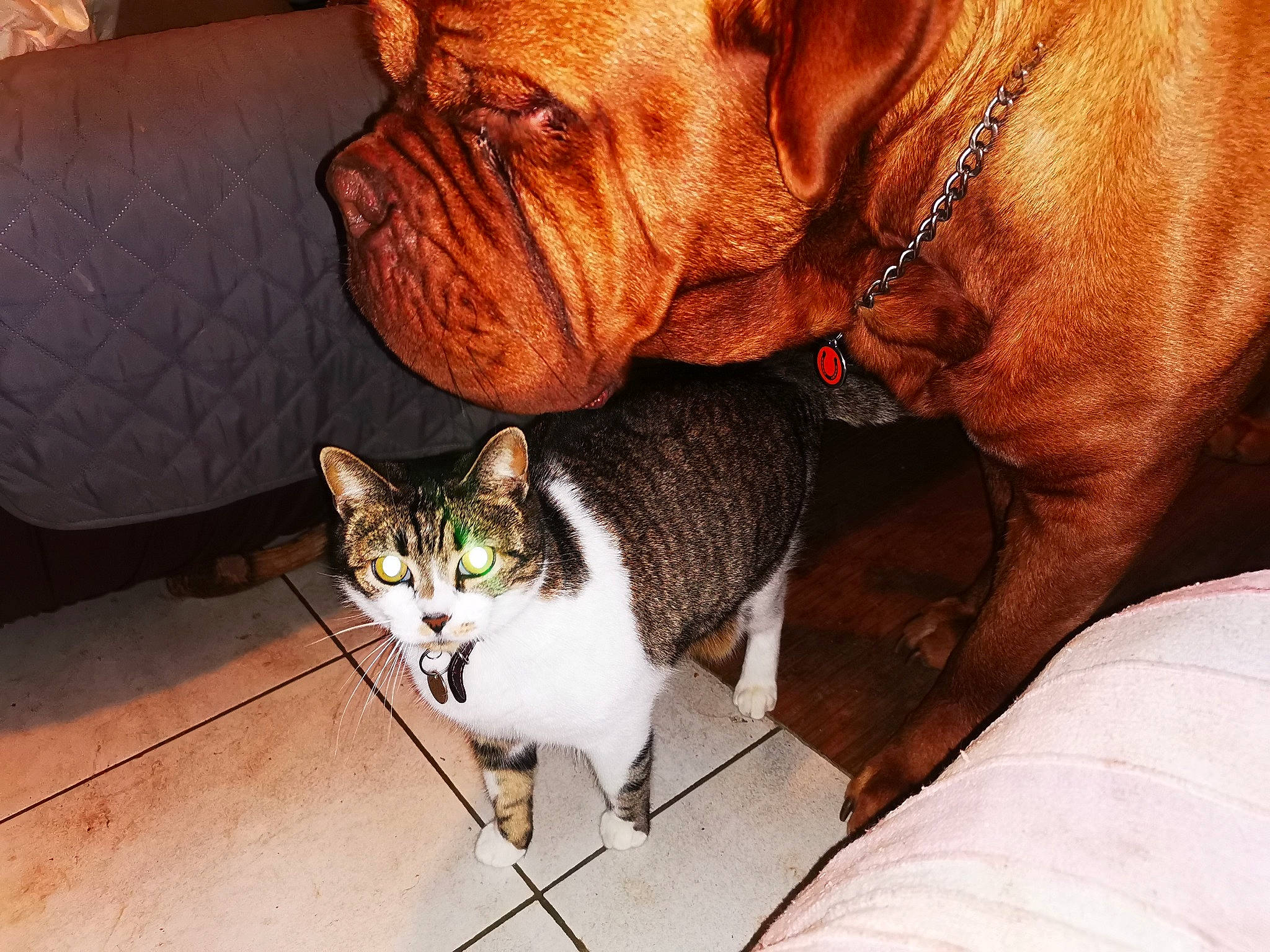 Watson participe au concours pour gagner de l'argent avec cette photo : carnivore, cat, collar, comfort, companion_dog, dog, dog_collar, domestic_short_haired_cat, eye, fawn, felidae, fur, liver, small_to_medium_sized_cats, snout, tail, whiskers, wood, working_animal, wrinkle