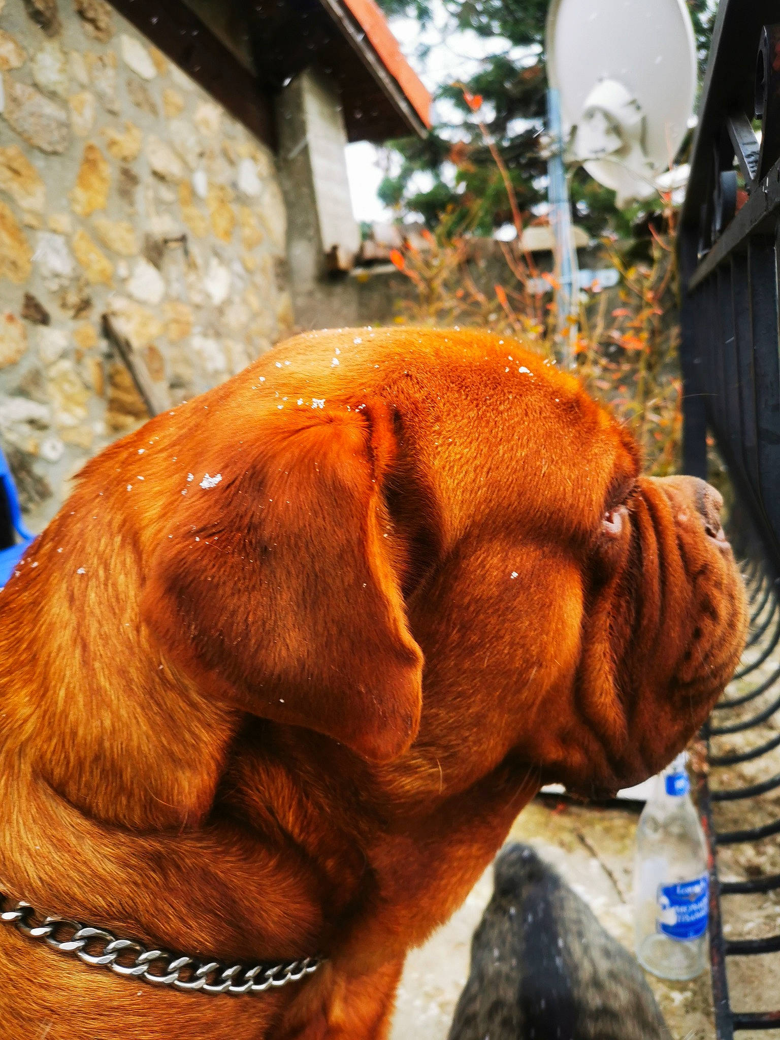 Pogo a rejoint le concours — aidez-le/la à gagner de superbes lots ! blue, bottle, canidae, carnivore, collar, companion_dog, dog, dog_breed, dog_collar, ear, fawn, fur, head, liver, plant, snout, sporting_group, water_bottle, working_animal, wrinkle