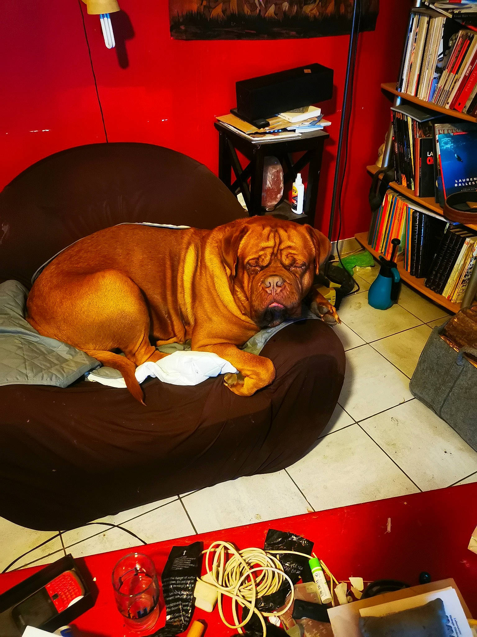 Pogo participe au concours pour gagner de l'argent avec cette photo : bookcase, bulldog, canidae, carnivore, comfort, companion_dog, dog, dog_breed, dog_supply, fawn, floor, flooring, hardwood, home, publication, room, shelf, shelving, snout, sporting_group