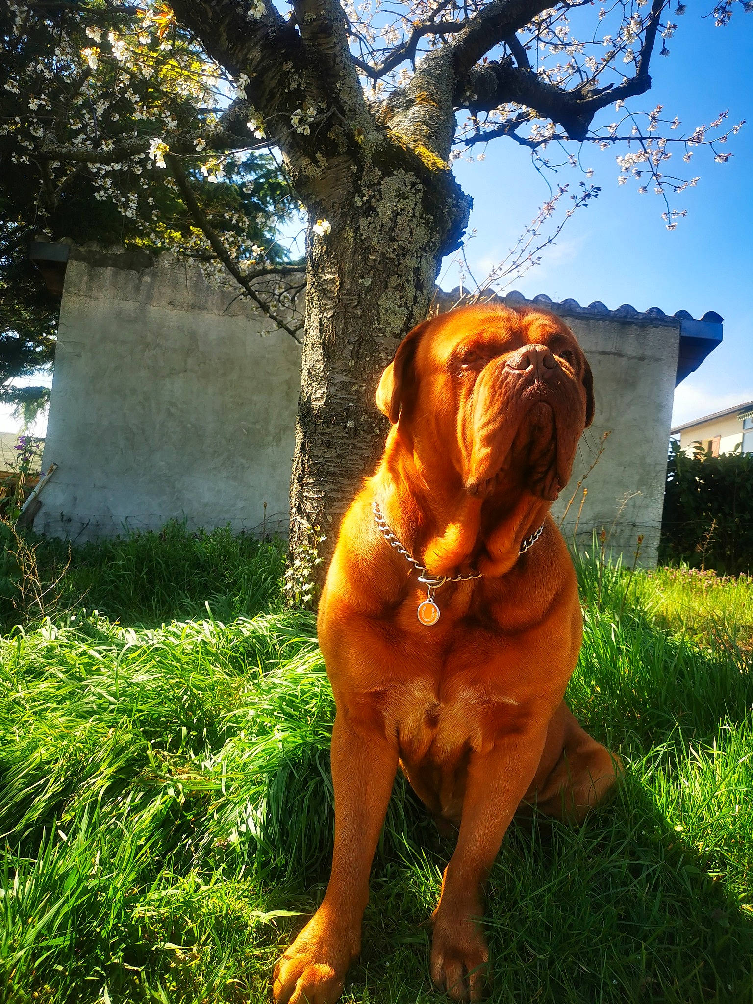 Pogo participe au concours pour gagner de l'argent avec cette photo : art, canidae, carnivore, companion_dog, dog, dog_breed, fawn, grass, liver, plant, sculpture, shar_pei, sky, snout, sporting_group, sunlight, tail, tree, wood, working_animal