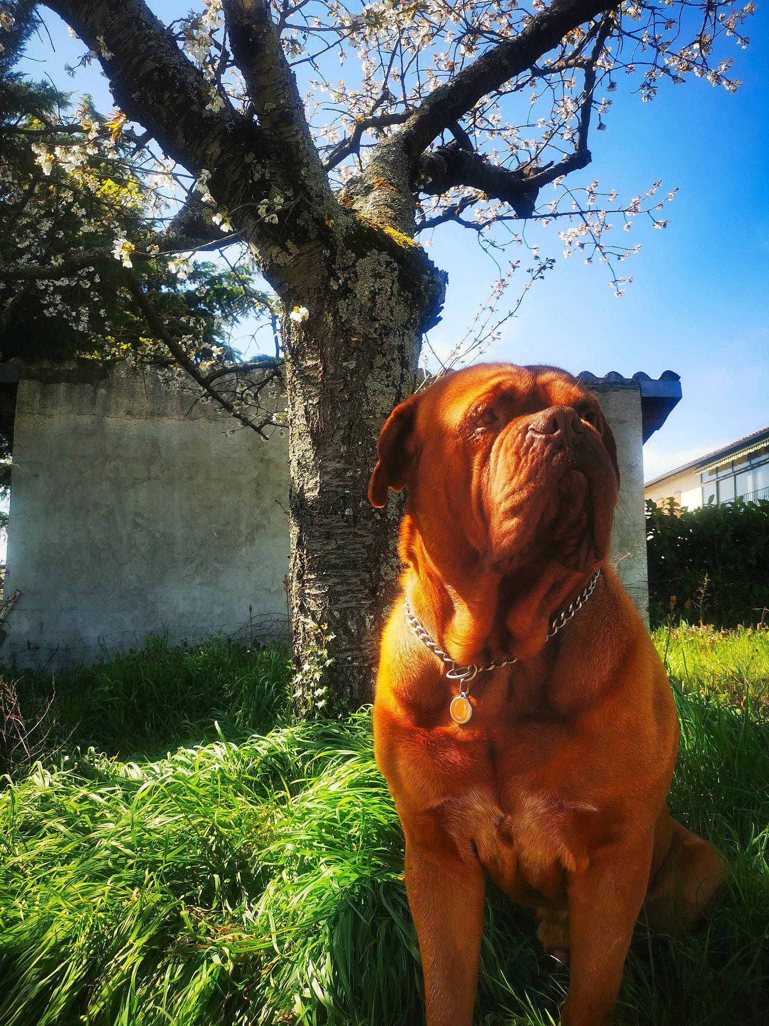 Pogo a rejoint le concours — aidez-le/la à gagner de superbes lots ! bulldog, carnivore, collar, companion_dog, dog, dog_breed, dog_collar, fawn, grass, liver, plant, shar_pei, sky, snout, sporting_group, tree, trunk, wood, working_animal, wrinkle