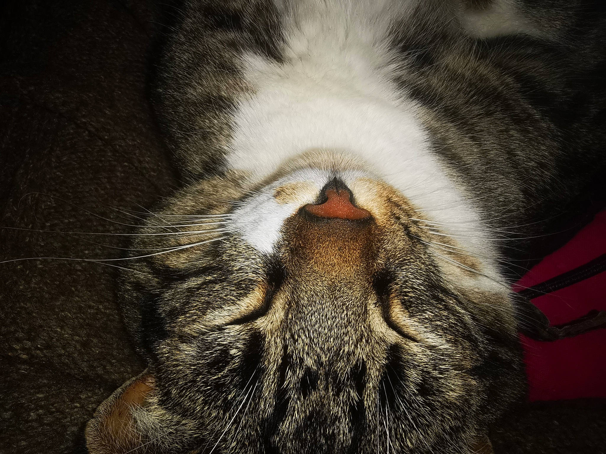 Holmes participe au concours pour gagner de l'argent avec cette photo : beard, carnivore, cat, close_up, comfort, domestic_short_haired_cat, facial_hair, felidae, fur, nap, paw, sleep, small_to_medium_sized_cats, snout, tail, terrestrial_animal, whiskers, wildlife, wrinkle