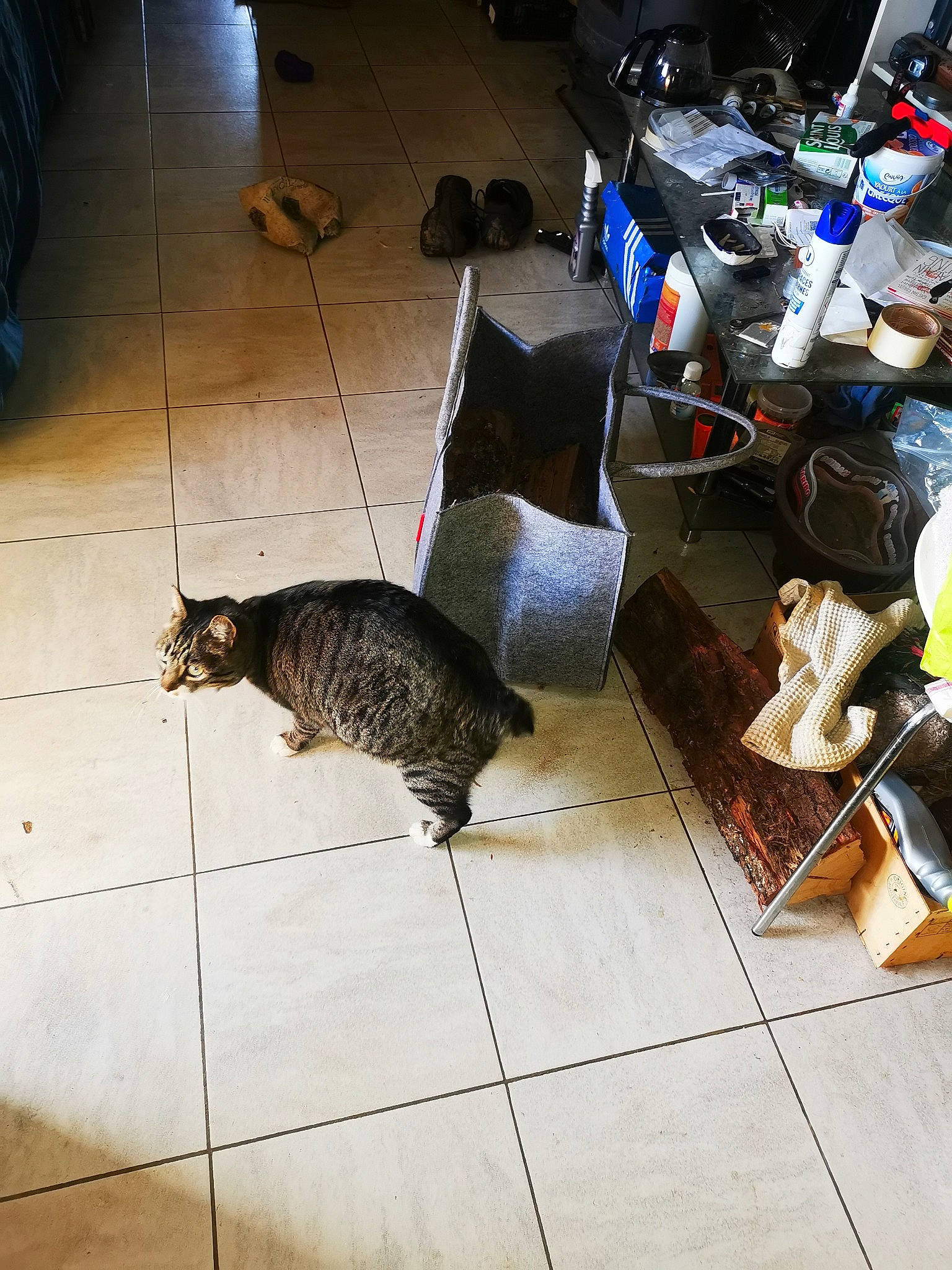 Holmes a rejoint le concours — aidez-le/la à gagner de superbes lots ! automotive_tire, black_cat, carnivore, cat, comfort, dog_breed, domestic_short_haired_cat, felidae, floor, flooring, fur, hardwood, metal, small_to_medium_sized_cats, snapshot, tail, terrestrial_animal, tire, whiskers, wood