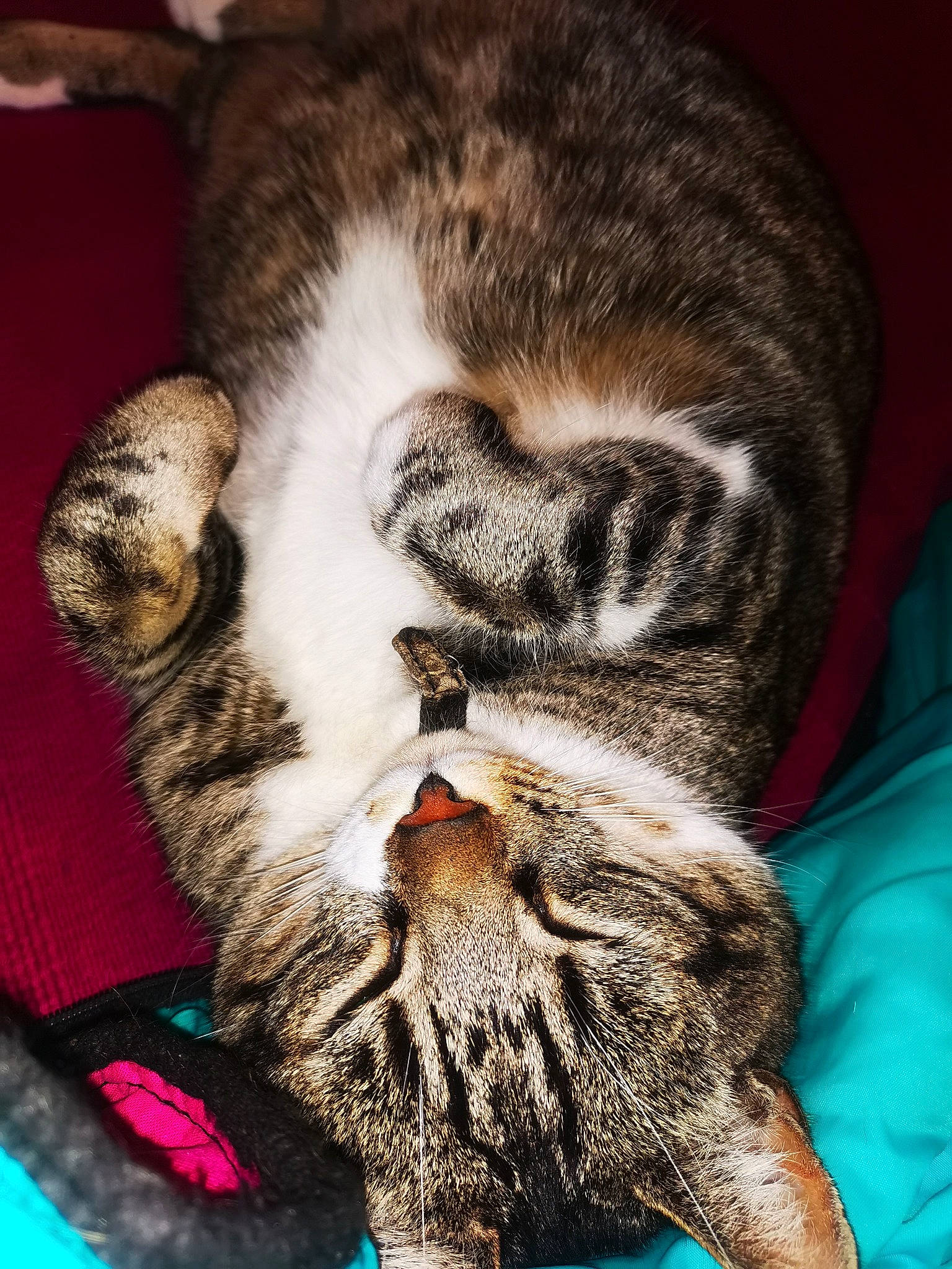 Holmes a rejoint le concours — aidez-le/la à gagner de superbes lots ! carnivore, cat, cat_supply, claw, close_up, comfort, domestic_short_haired_cat, fawn, felidae, fur, mammal, nap, paw, sleep, small_to_medium_sized_cats, snout, tail, terrestrial_animal, vertebrate, whiskers