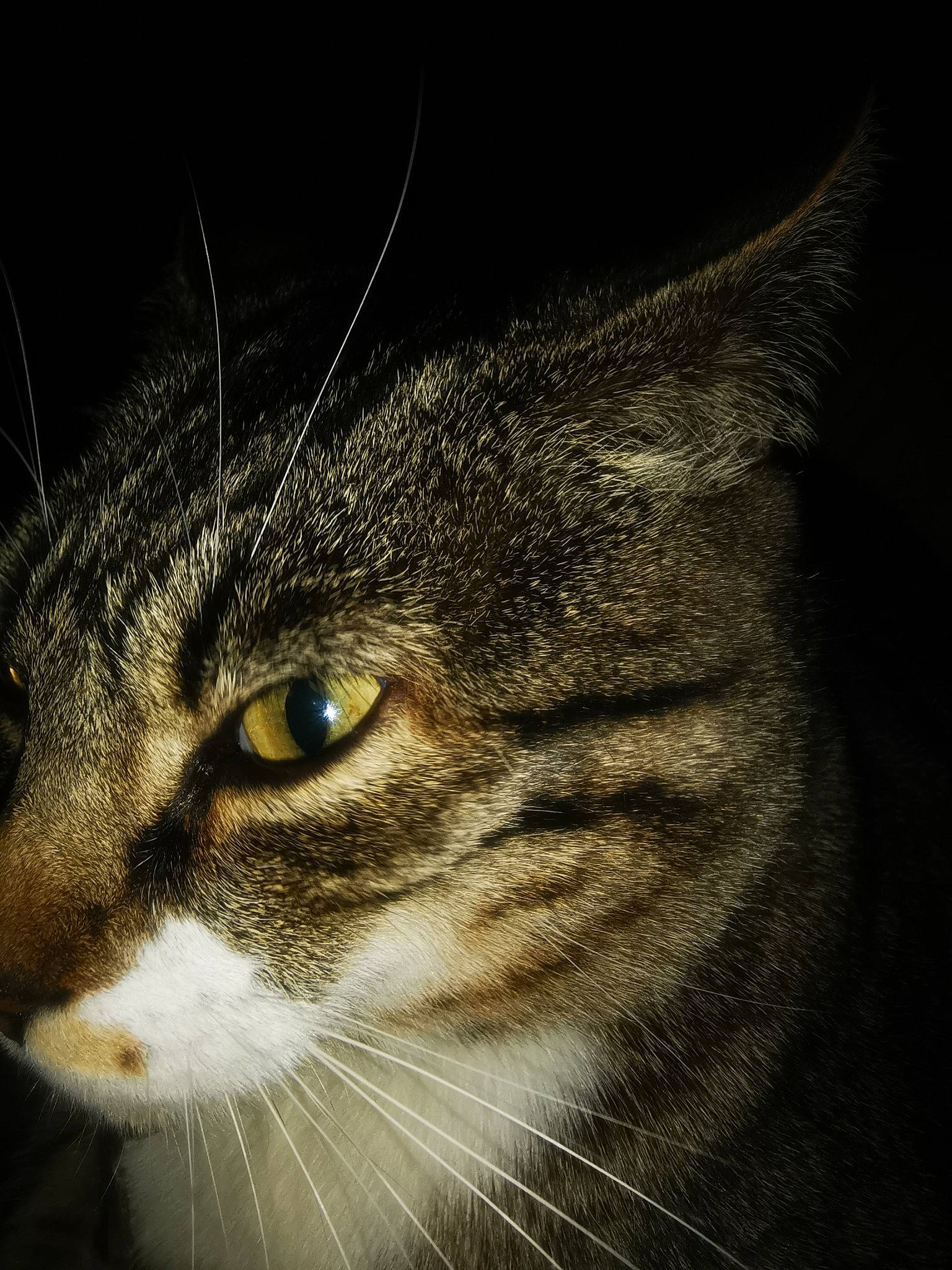 Holmes participe au concours pour gagner de l'argent avec cette photo : carnivore, cat, darkness, domestic_short_haired_cat, eye, felidae, fur, grass, hair, head, macro_photography, small_to_medium_sized_cats, snout, terrestrial_animal, whiskers, window, wood