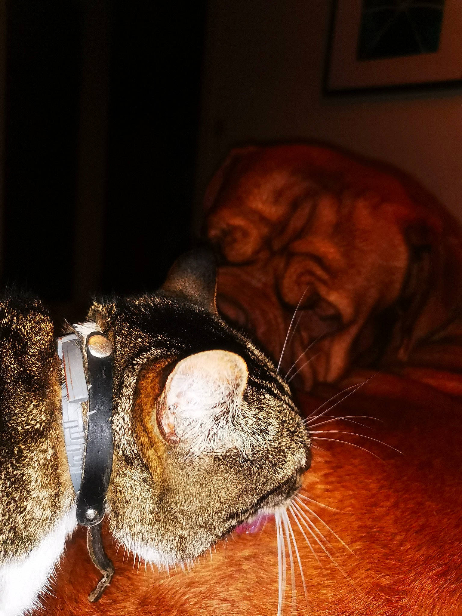 Holmes a rejoint le concours — aidez-le/la à gagner de superbes lots ! brown, carnivore, cat, claw, comfort, darkness, ear, facial_hair, fawn, felidae, fur, hat, leather, liver, mammal, picture_frame, small_to_medium_sized_cats, snout, sporting_group, whiskers