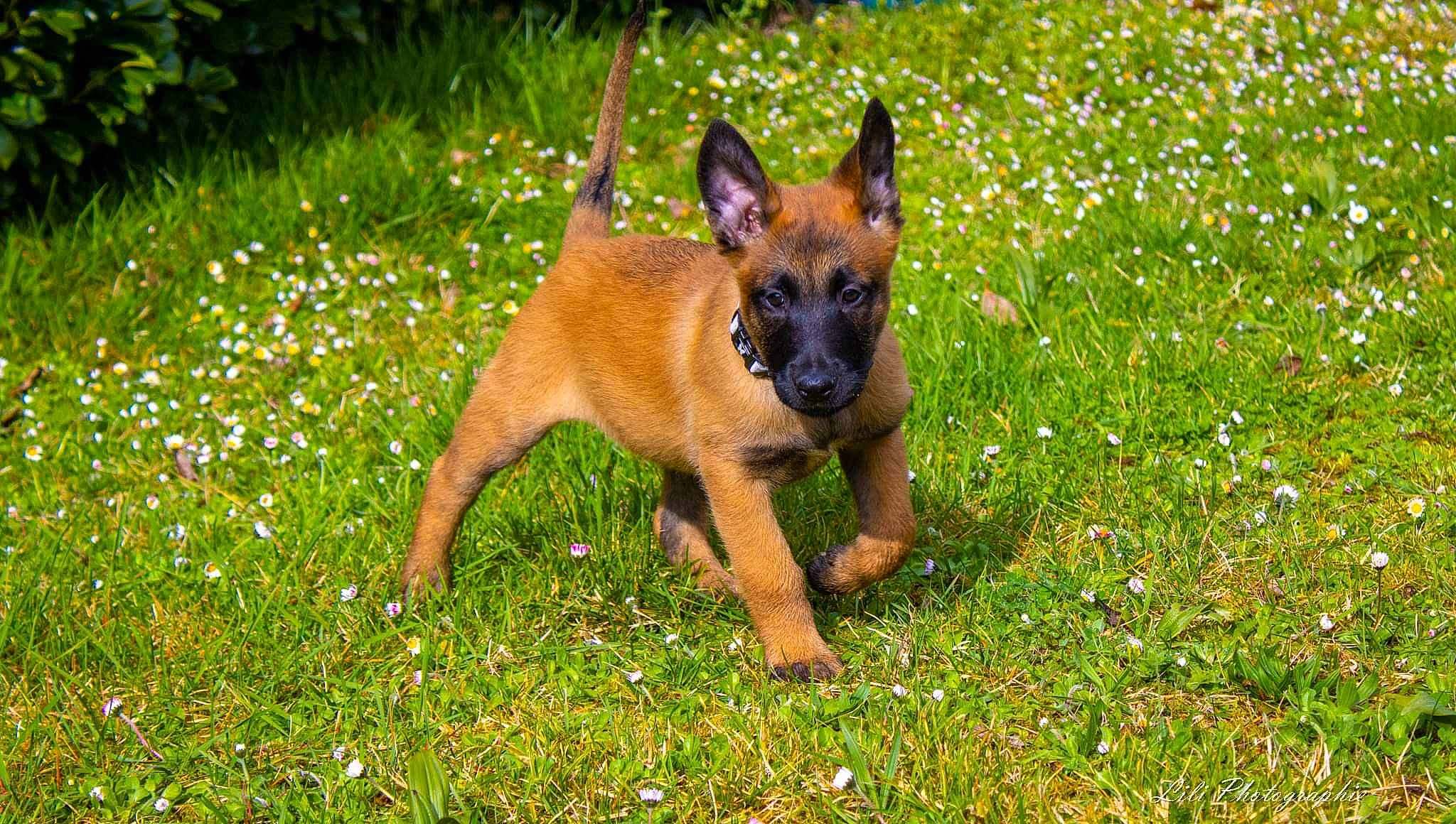 Thaïs participe au concours pour gagner de l'argent avec cette photo : biting, canidae, carnivore, companion_dog, dog, dog_breed, fawn, flower, grass, grassland, groundcover, herbaceous_plant, plant, sporting_group, terrestrial_animal, terrestrial_plant, wildlife, working_dog
