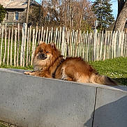 Milo a rejoint le concours — aidez-le/la à gagner de superbes lots ! dog, outdoor, concrete, fence, grass, tree, sunlight, sky, canine, pet, leisure, nature, daylight, resting, animal, fur, quiet, backyard, peaceful, portrait