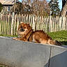 dog, outdoor, concrete, fence, grass, tree, sunlight, sky, canine, pet, leisure, nature, daylight, resting, animal, fur, quiet, backyard, peaceful, portrait