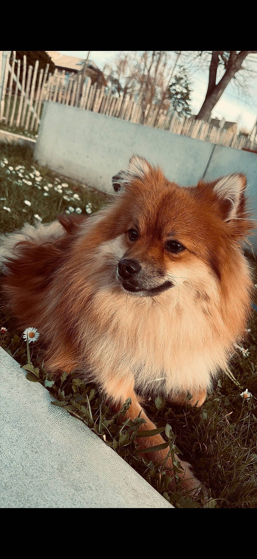 Milo