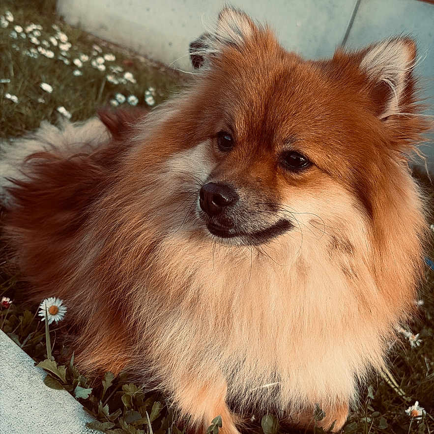Milo