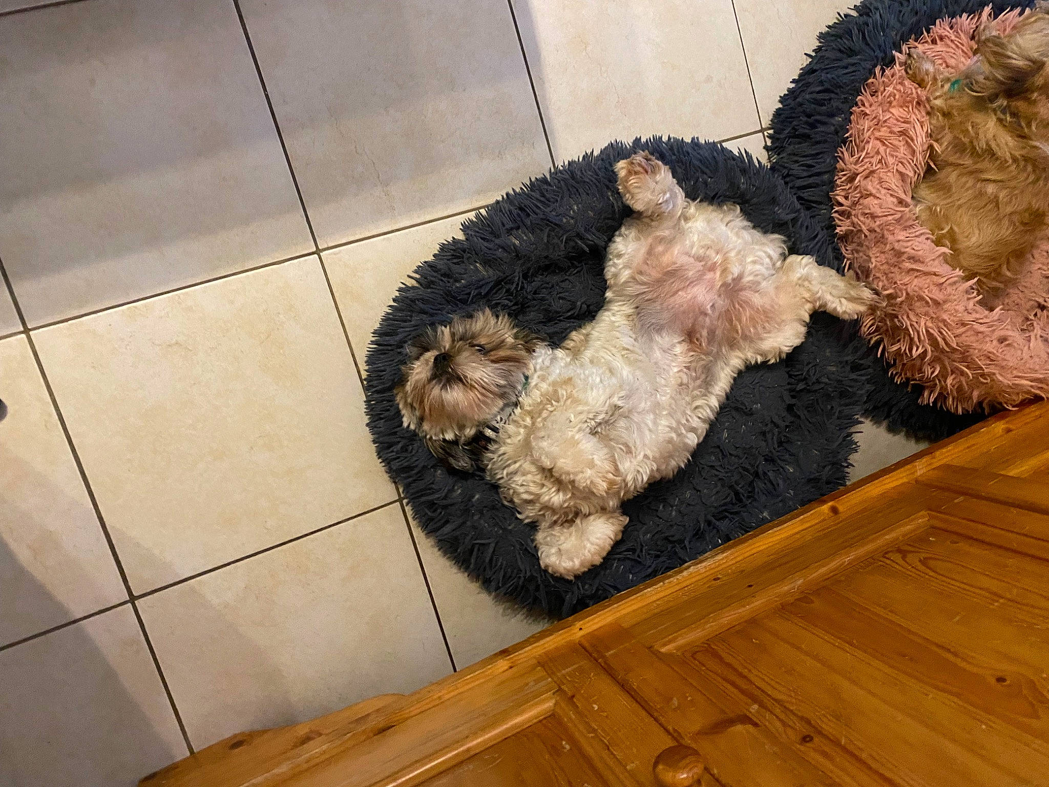 Balou participe au concours pour gagner de l'argent avec cette photo : airedale_terrier, art, carnivore, companion_dog, dog, dog_breed, fawn, floor, flooring, fur, hardwood, snout, sporting_group, terrier, tile_flooring, toy, varnish, welsh_terrier, wood, wood_stain