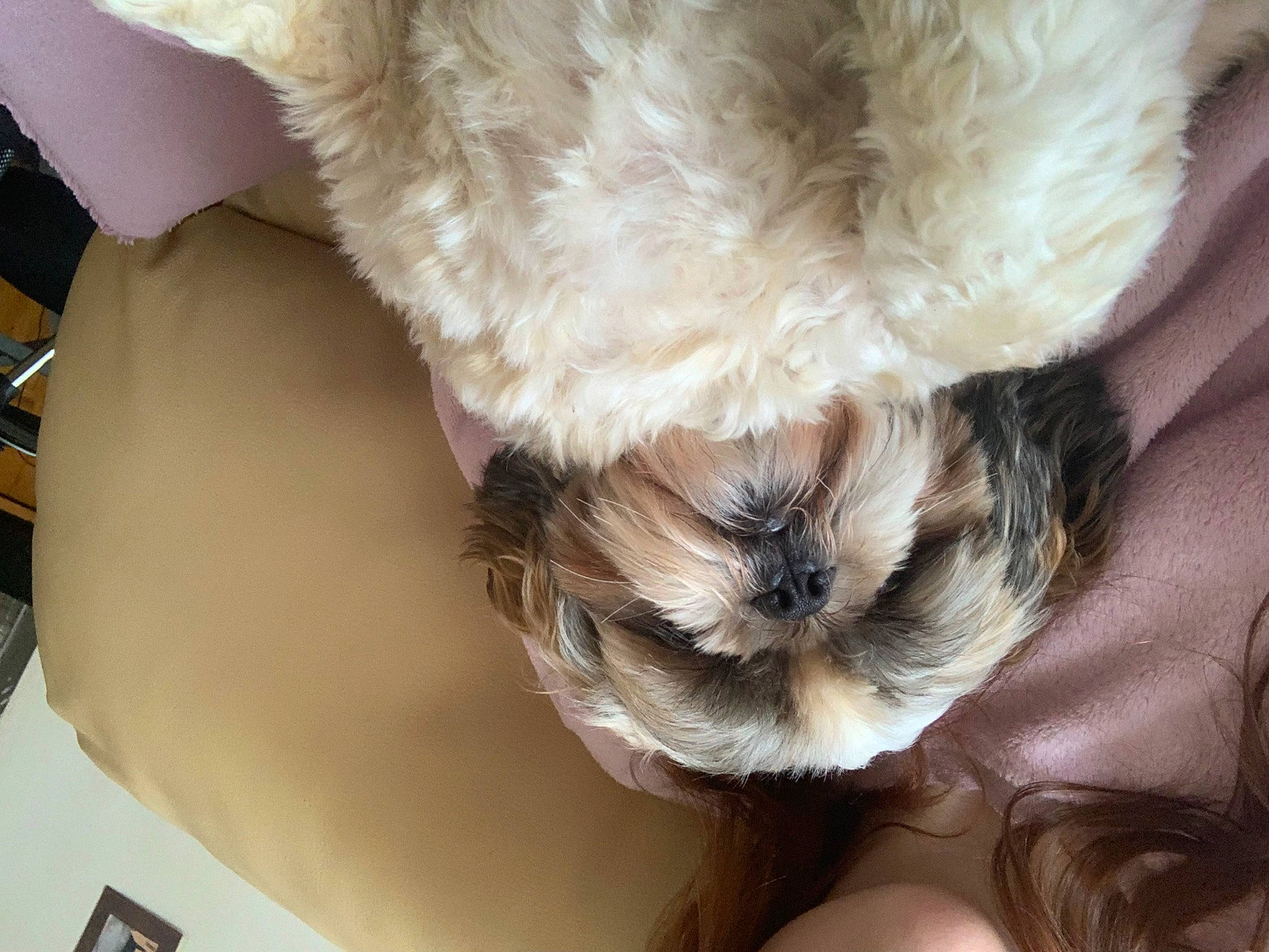 Balou