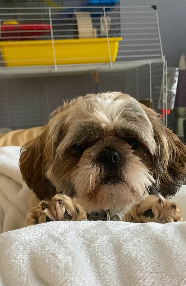 Balou a rejoint le concours — aidez-le/la à gagner de superbes lots ! canidae, carnivore, comfort, companion_dog, dog, dog_breed, dog_supply, fawn, fur, liver, maltepoo, shih_poo, shih_tzu, small_terrier, snout, sporting_group, terrestrial_animal, terrier, toy_dog, working_animal