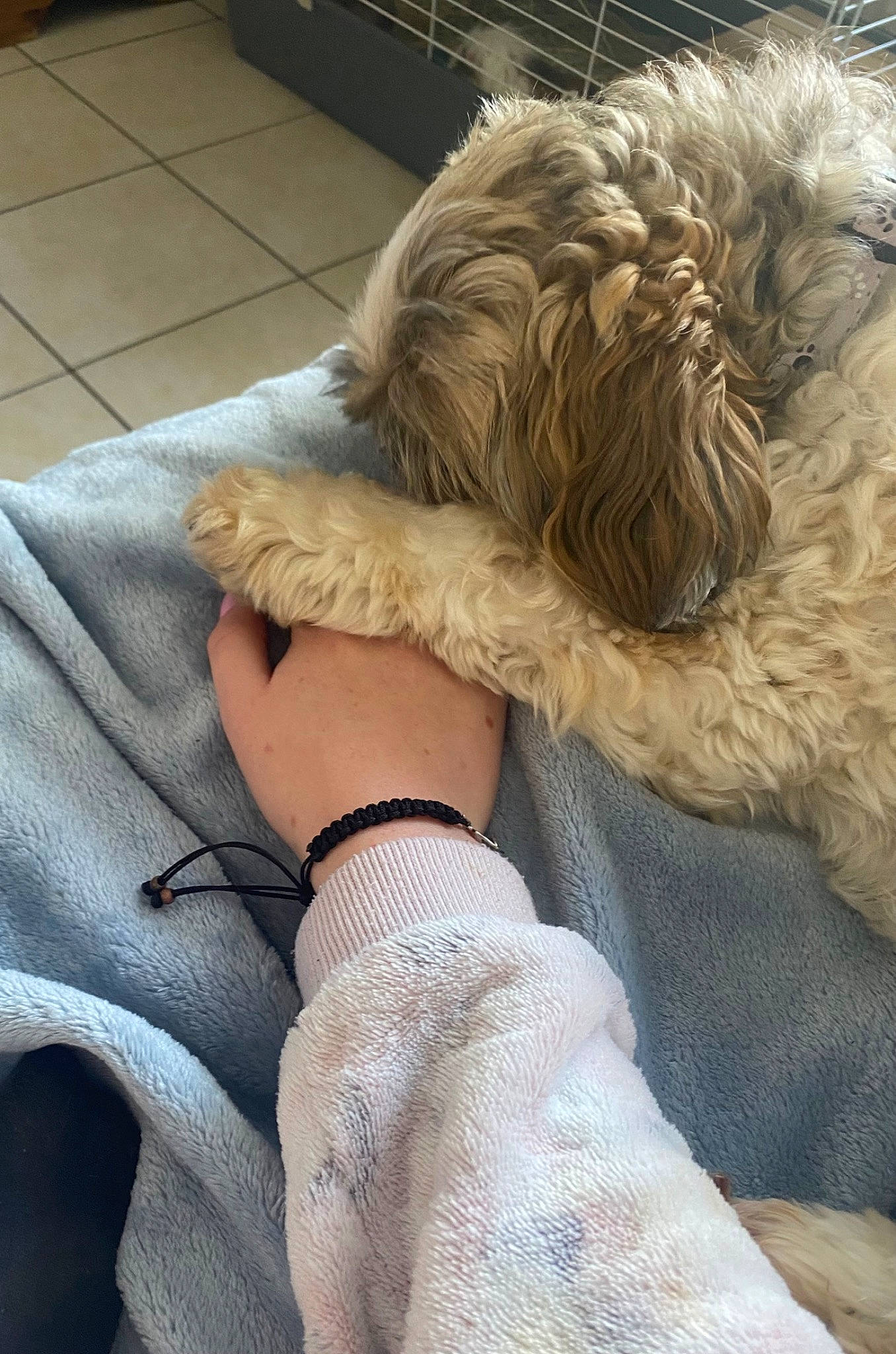 Balou participe au concours pour gagner de l'argent avec cette photo : canidae, carnivore, comfort, companion_dog, dog, dog_breed, fawn, fur, gesture, giant_dog_breed, human_leg, linens, puppy_love, snout, sporting_group, terrier, toy_dog, watch, working_animal, wrist