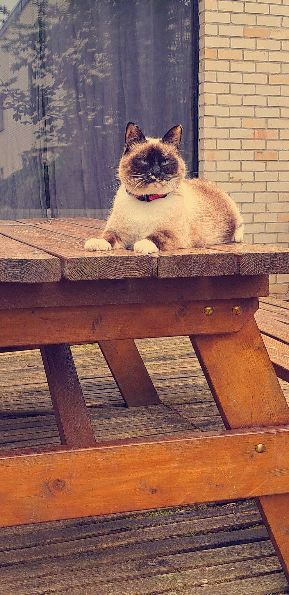 Chipie
