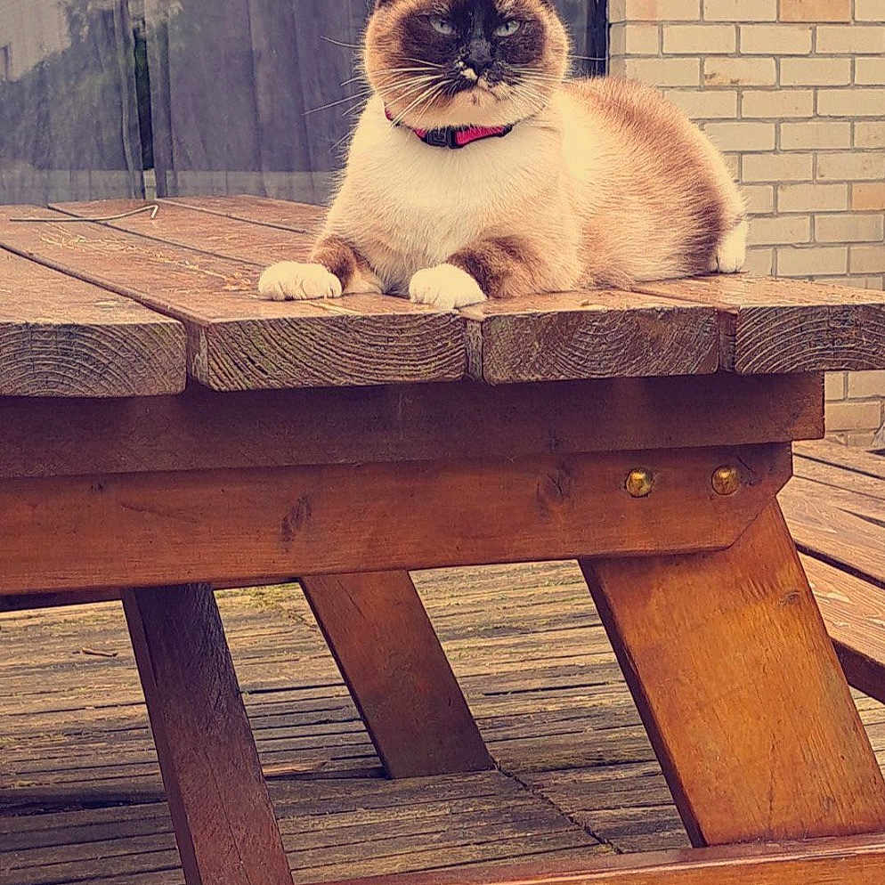 Chipie
