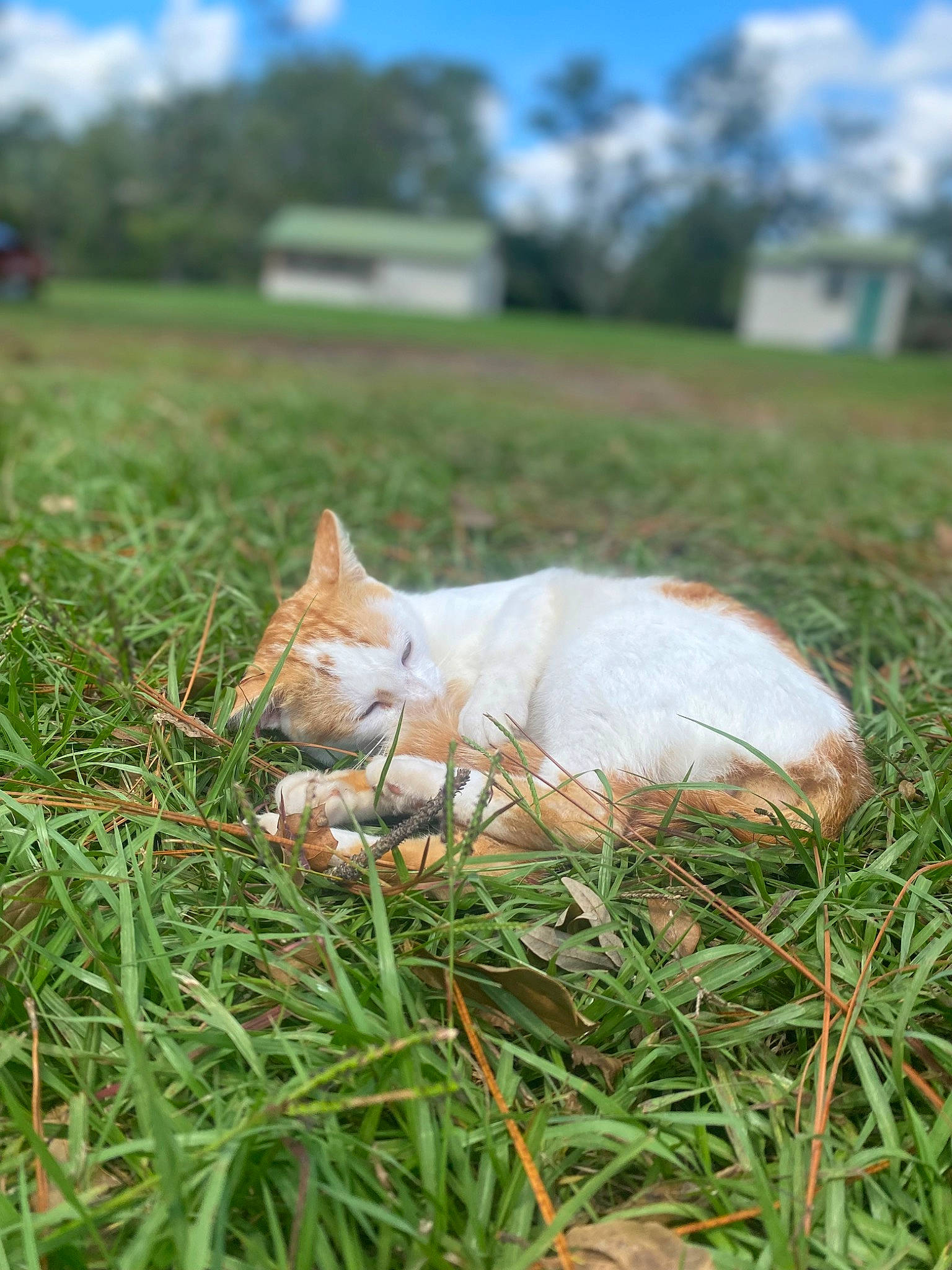 Korn is registered to the contest to win money with this photo: carnivore, cat, fawn, felidae, fur, grass, grass_family, grassland, meadow, pasture, plant, sky, small_to_medium_sized_cats, snout, tail, terrestrial_animal, tree, whiskers, wildlife, wood